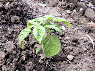 Herbs in the Ohio Garden - Basil