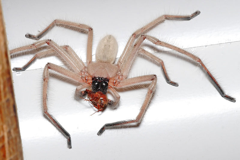 huntsman spider bite. Big enough Hunstmen might kill