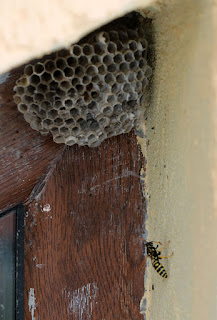 A wasp with its nest