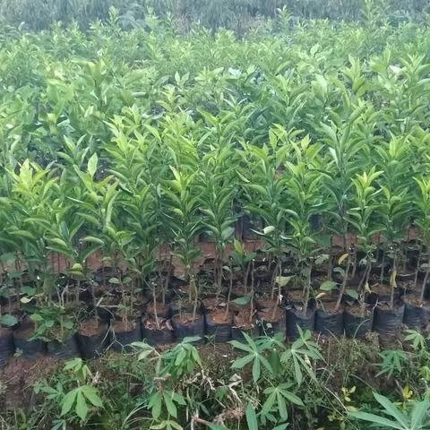 jual bibit jeruk batu keprok jenis buah unggulan Solok