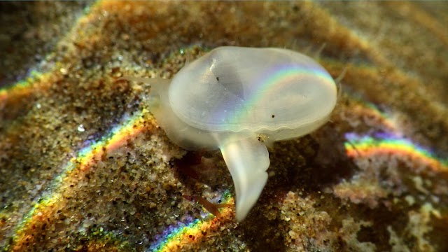 A clam presumed extinct for 40,000 years has been found alive