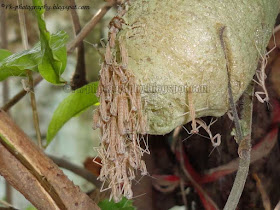 Praying Mantis Hatching Picture