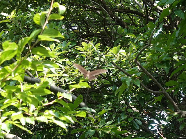 むきばんだ史跡公園の弥生の森