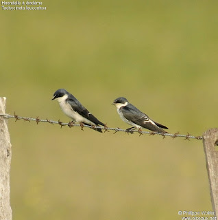 golondrina ceja blanca Tachycineta leucorrhoa