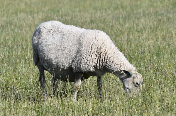 sauer lamunger