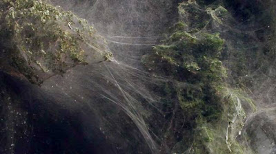 Trees Cocooned in Spiders Webs