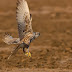 Saker Falcon Flying Shot