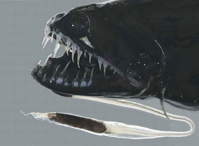 The Ugliest and Scariest Fish Seen On www.coolpicturegallery.us