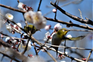 常陸風土記の丘で梅とメジロ