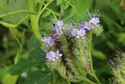 Phacelia - Faselia - Phacelia tanacetifolia