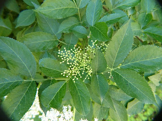 Sureau noir - Sambucus nigra - Grand sureau