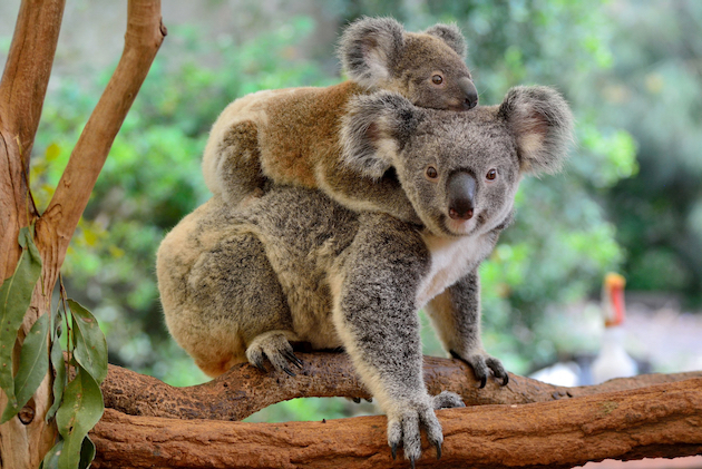 Koalas return to their homes