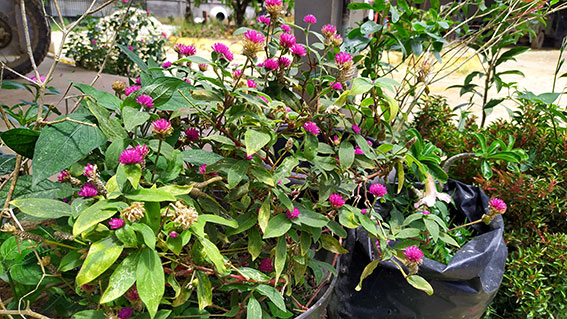 Bunga Kenop,Gomphrena globosa atau Globe amaranth