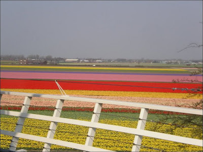 Garden Tulips in Netherlands