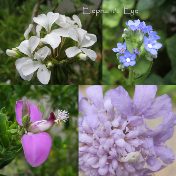 Pelargonium, Anchusa Polygala, Scabiosa