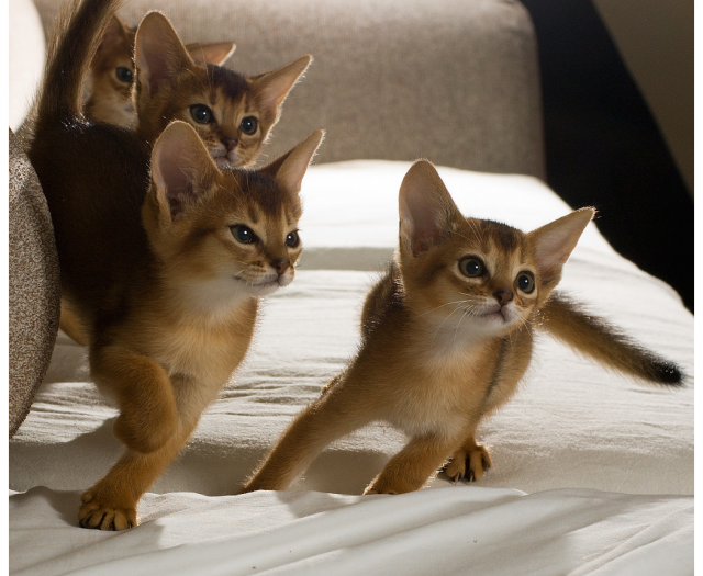 http://meonginfo.blogspot.com/2015/03/gambar-jenis-kucing-abyssinian.html