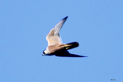 Peregrine Falcon (Shaheen)