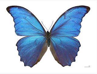 The Blue Morpho