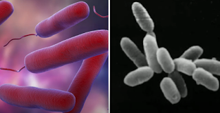 bacteria vs archaea