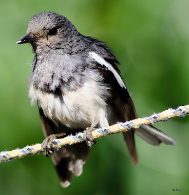 Oriental Magpie-Robin