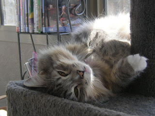 the little cat, my little cat, the cat diaries, cat little, little kitty cat, cat little rock, little cat rescue