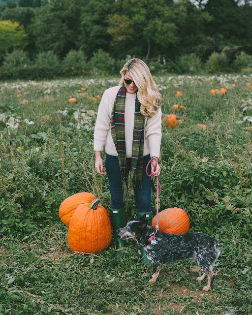 Pumpkin Patch With Henry