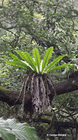 Epiphyte on tree - Waimea Valley, Oahu, HI