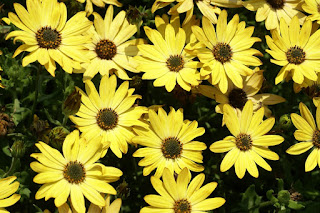 Dimorphoteca ecklonis 'Side Show Golden Yellow' - Osteospermum ecklonis 'Side Show Golden Yellow' 