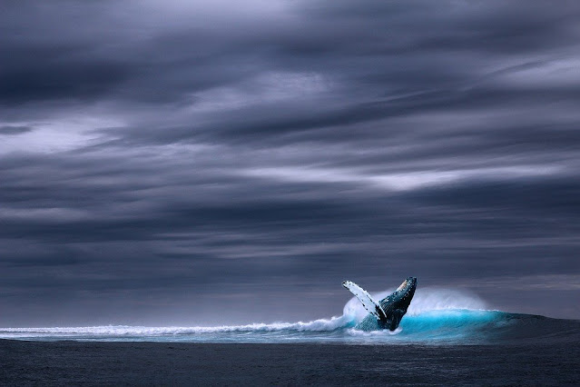 ballena azul curiosciencia