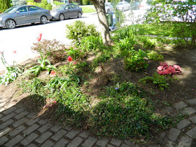 Wychwood Front Yard Spring Cleanup Toronto After by Paul Jung Gardening Services--a Toronto Organic Gardener