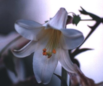 Easter Lily