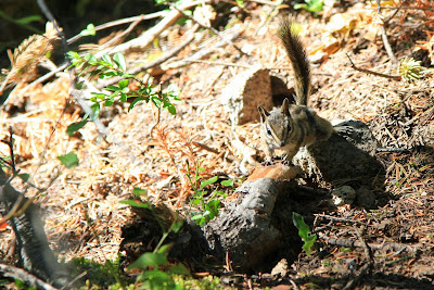 Chipmunks We Encountered on Our Climb to Colchuck Lake