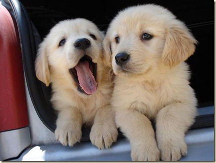 perros golden 5l_thumb[1].jpg