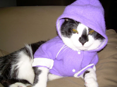 Cute Kittens In Hoodies Seen On www.coolpicturegallery.us