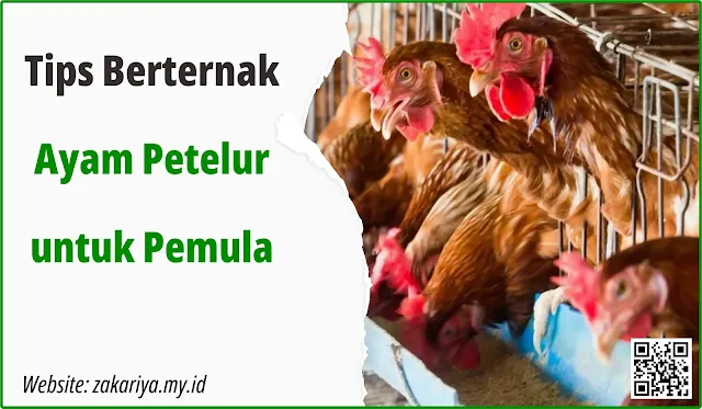 Tips Berternak Ayam Petelur untuk Pemula