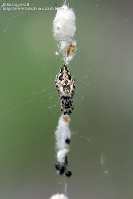 http://www.biodiversidadvirtual.org/insectarium/Cyclosa-sp.-img584585.html