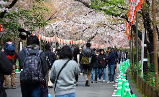 Festival Bunga Sakura Di Jepang