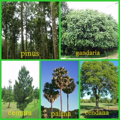 tuti hatifah Persebaran Flora  dan Fauna di  Indonesia 