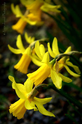 daffodils