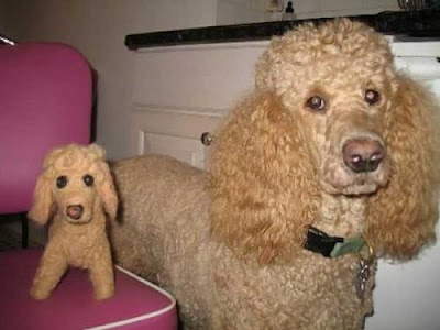 Dogs with their small versions