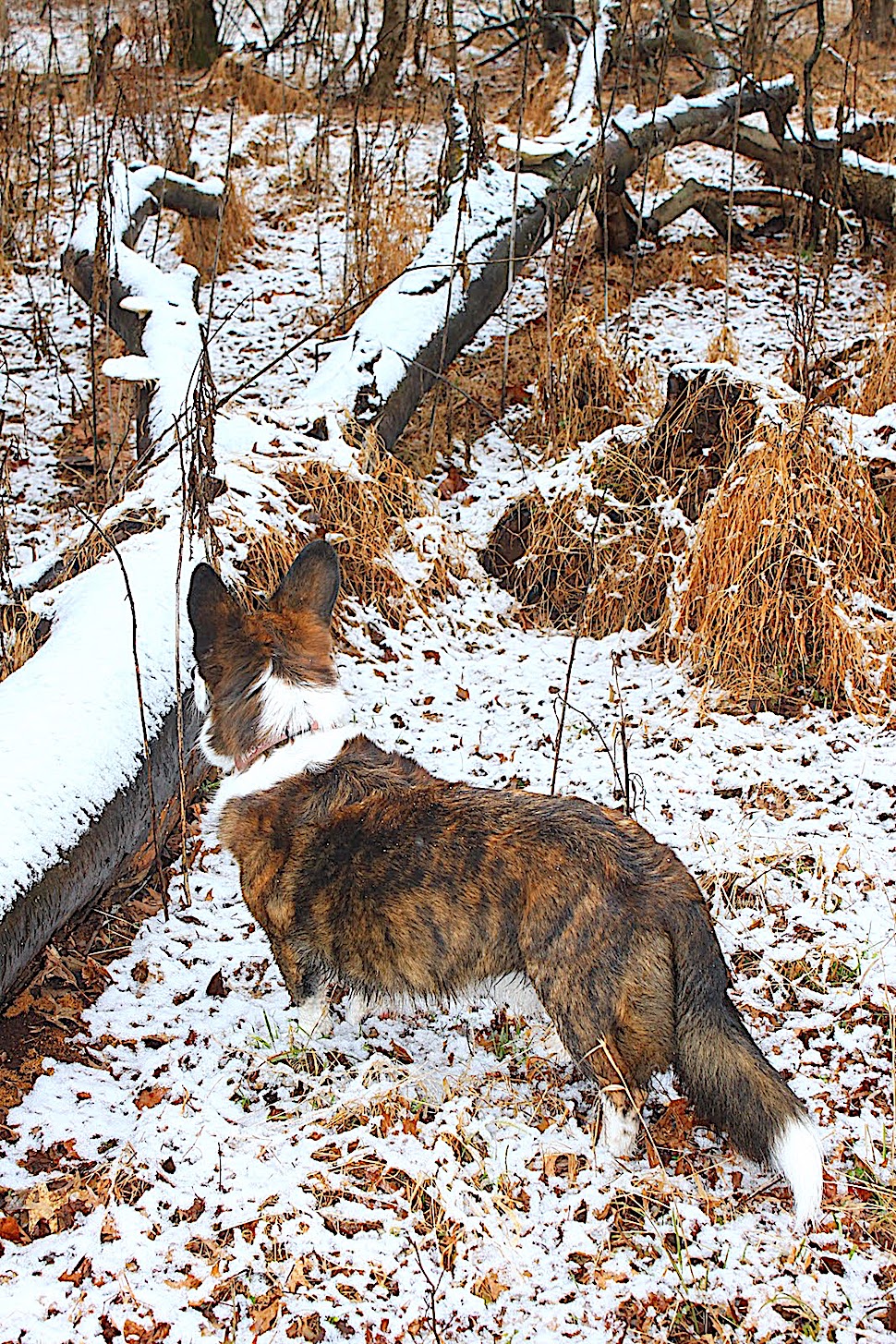 a painting by Bev Doolittle of a dog in winter