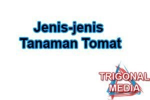 Jenis-jenis Tanaman Tomat