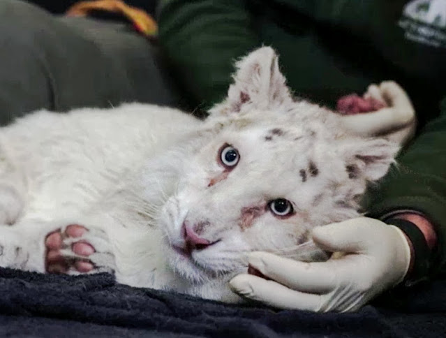 White tiger cub abandoned outside Greek zoo in Athens
