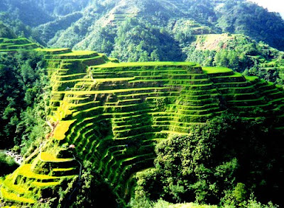 Banaue Rice Terraces In Phillipines