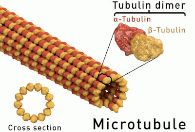 Mikrotubulus: Pengertian, Gambar, Struktur, Proses dan Fungsi