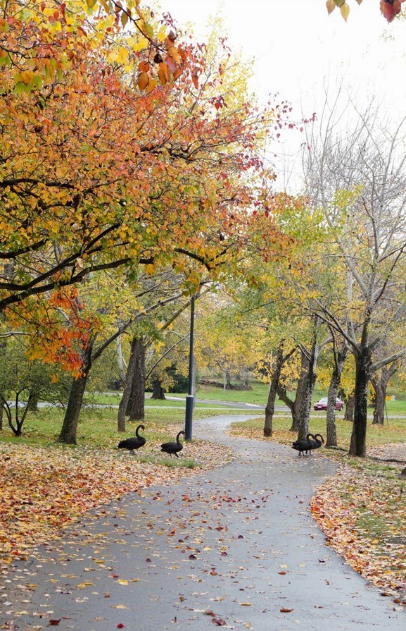 Canberra - Autumn Colours