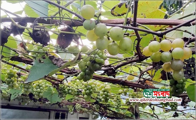 নওগাঁর মাটিতে থোকায় থোকায় ঝুলছে মিষ্টি-সুস্বাদু আঙ্গুর