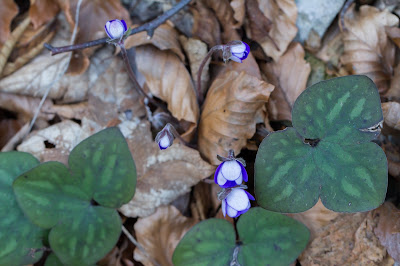 Leaves of Hepatica nobilis.