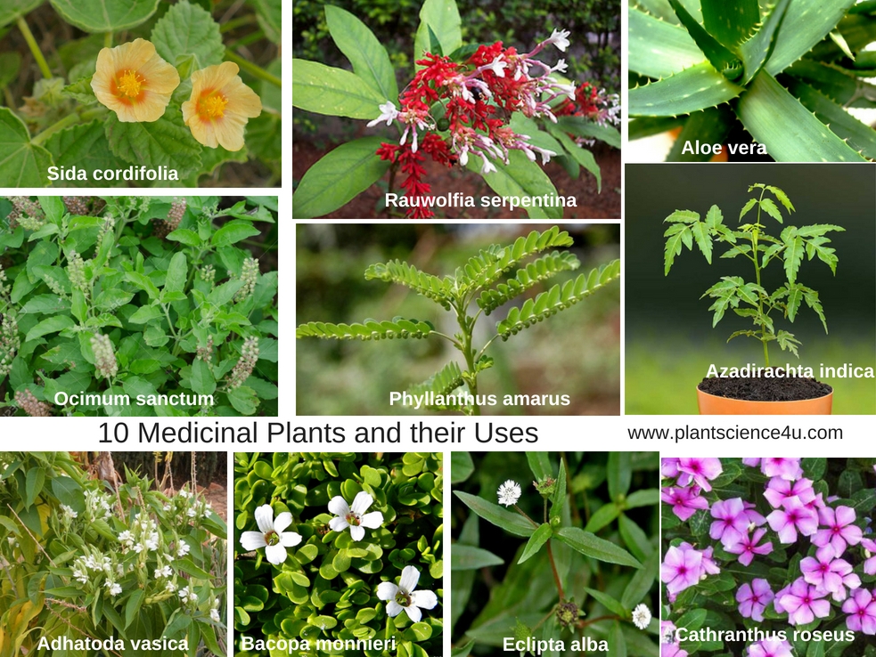 10 Medicinal Plants and their Uses with Pictures