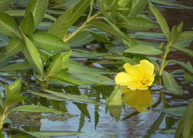 Flower on water in canal at Vic Fazio Wildlife Refuge Yolo Basin California